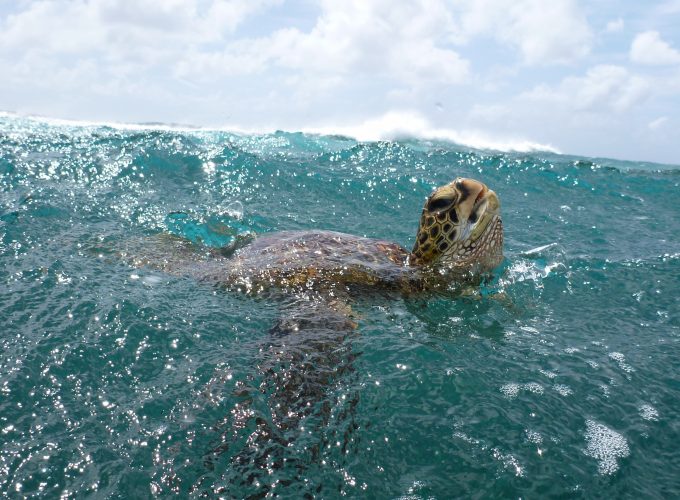 Wallpaper Turtle, surfing, water, sea, ocean, underwater, animal, sky, clouds, Malaysia, World&3273411514